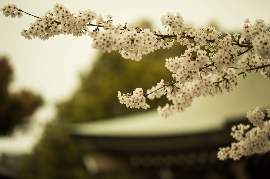 桜 at 東別院