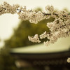 桜 at 東別院
