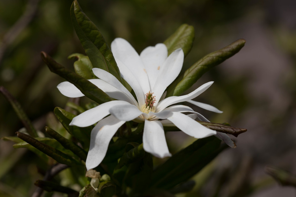 何の花でしょうか？