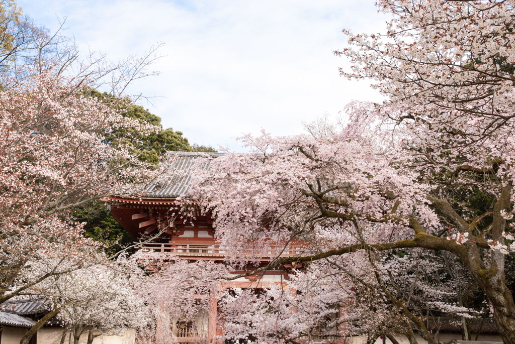 醍醐寺