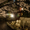 京都の夜桜