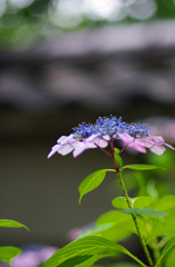 雨上がりの寺の紫陽花