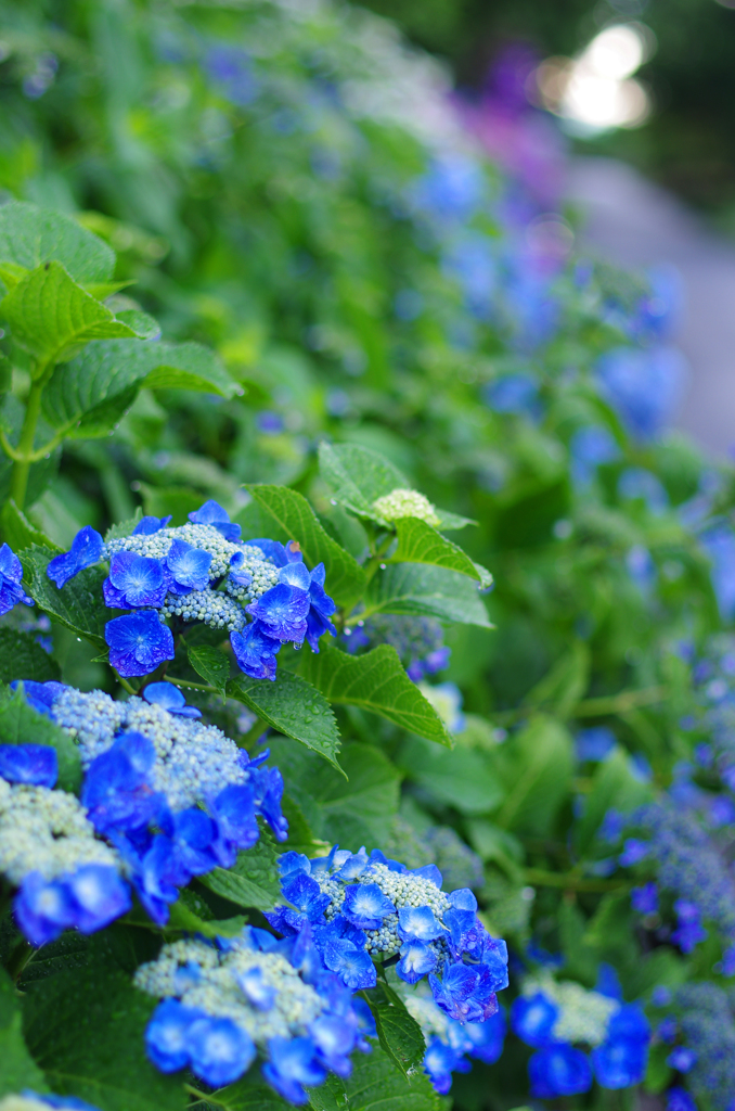 性海寺外周の紫陽花