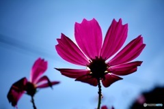 Harmony #1