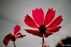 Harmony #2