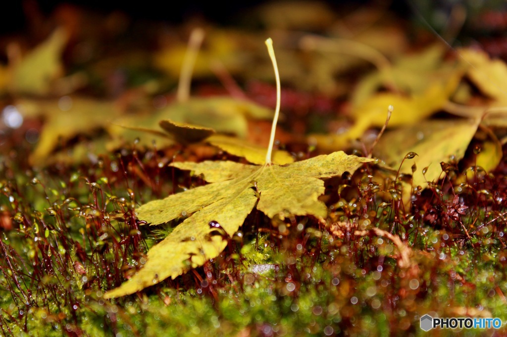 stray into fairyland.