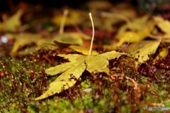 stray into fairyland.