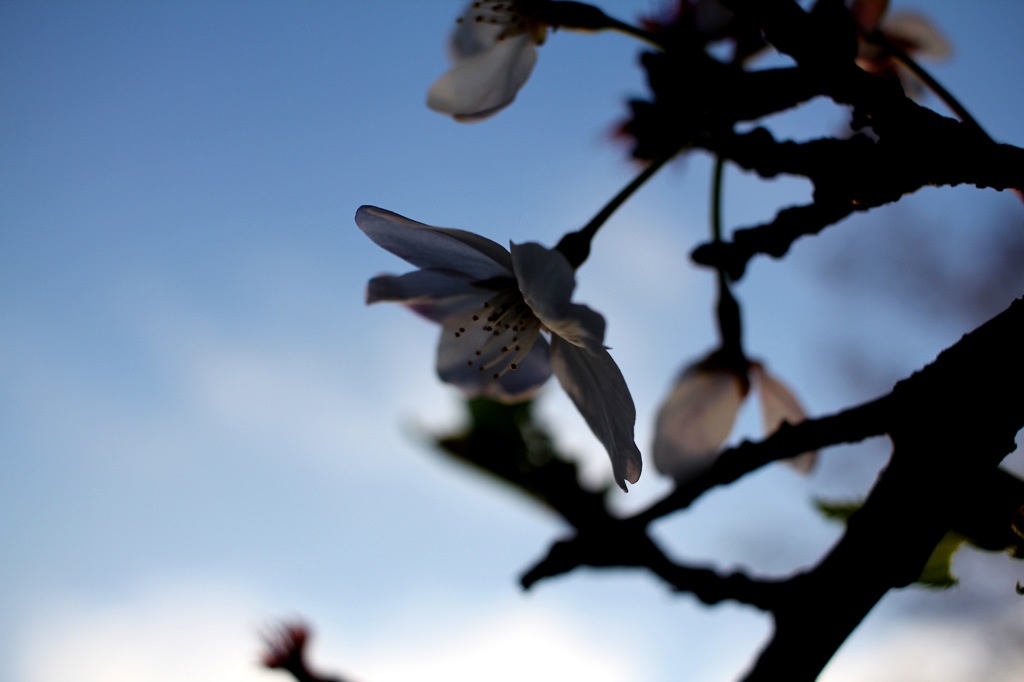 蜜の夜明け。