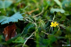 My Dear… #2