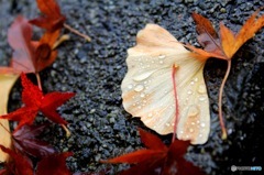 Fall on Me.