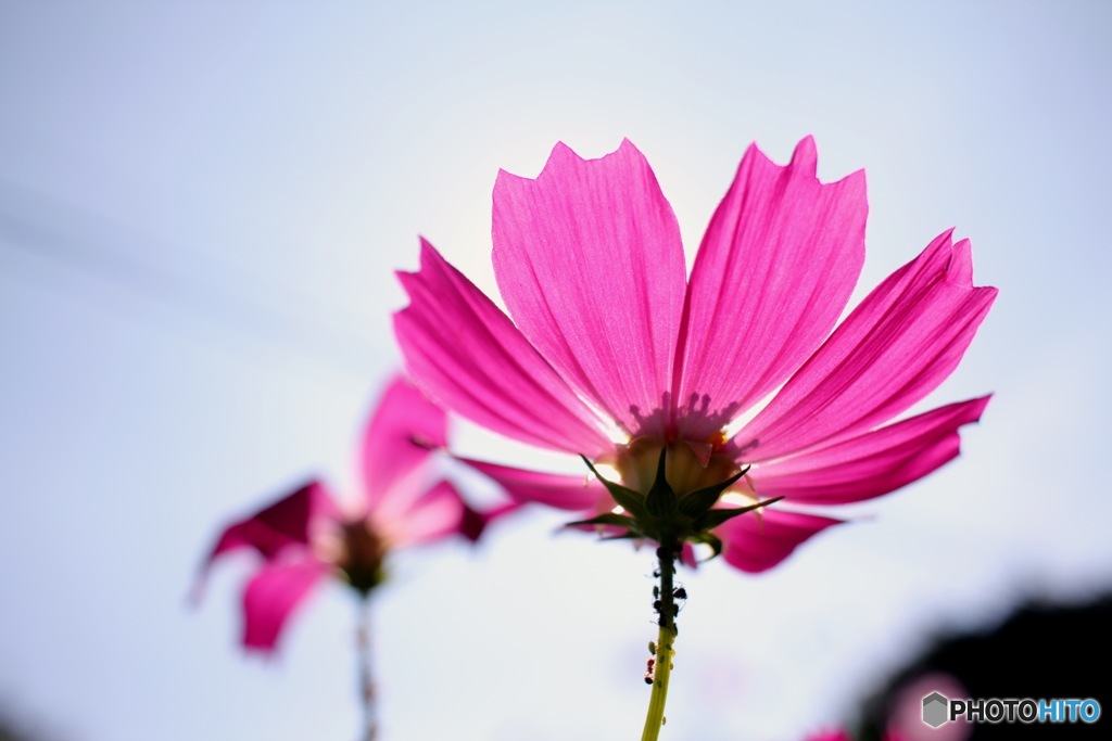 Who is a Simple Heart ?