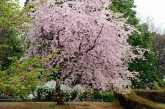 しだれ桜