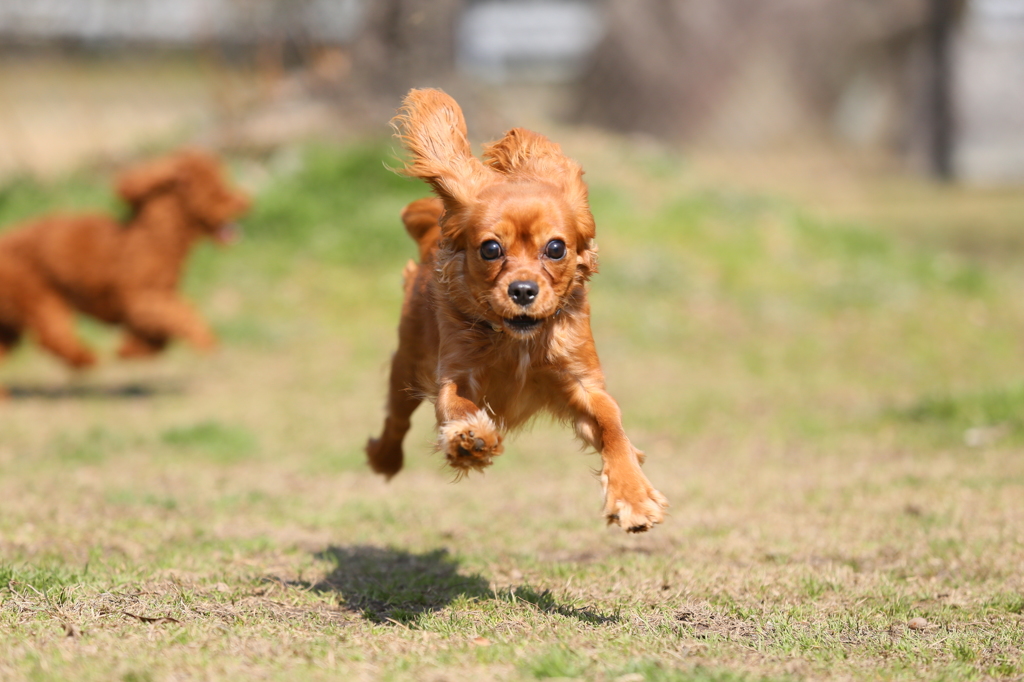 flying dog