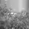 庭の花