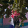 Flower in color