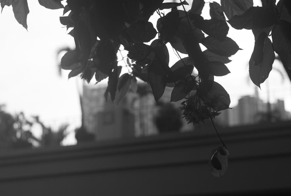 leaves in monochrome