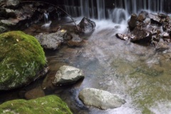 小川にて…