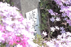 岐阜の芝桜