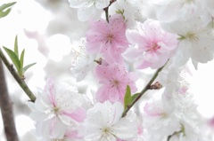 花桃