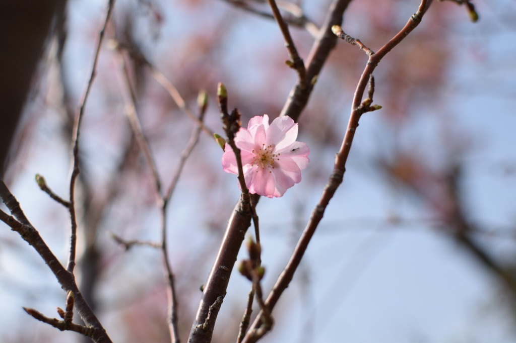 桜