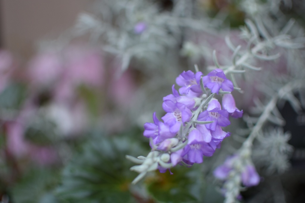 薄紫色の花