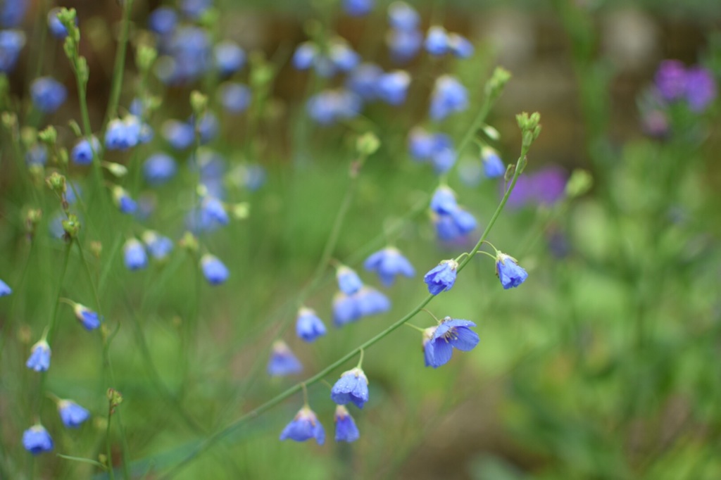 青い花 By ゆいのす Id 写真共有サイト Photohito