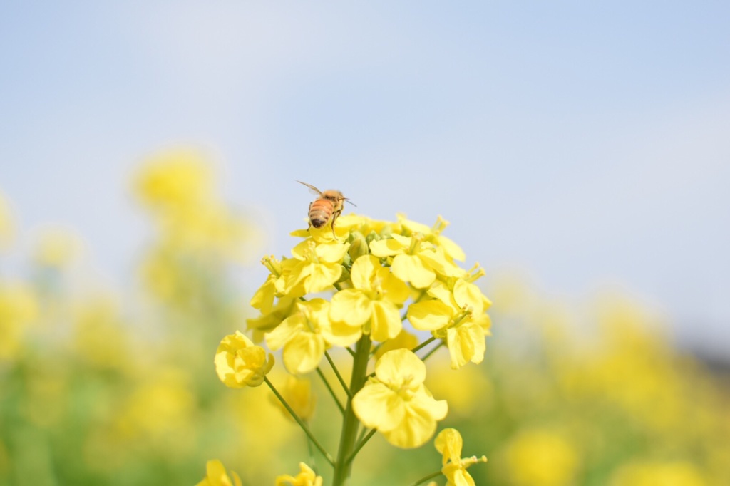 菜の花