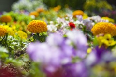 駅の花