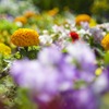 駅の花