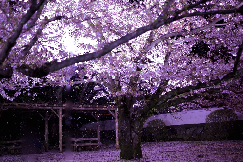 大村公園　夜桜２