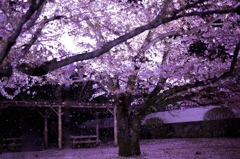 大村公園　夜桜２
