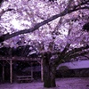 大村公園　夜桜２