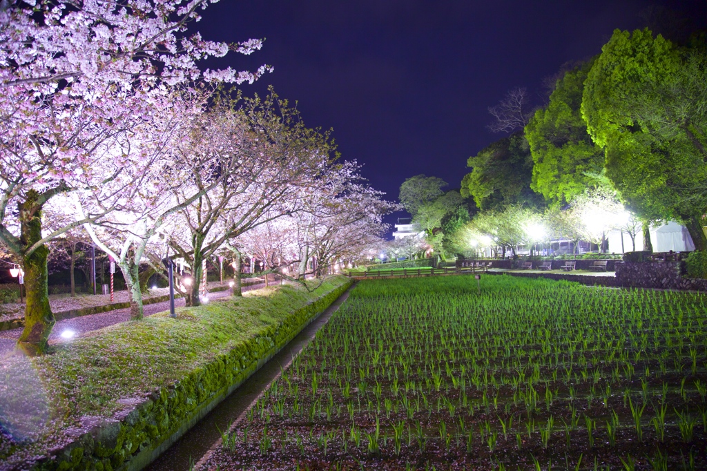 大村公園　夜桜１