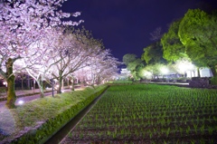 大村公園　夜桜１