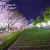 大村公園　夜桜１