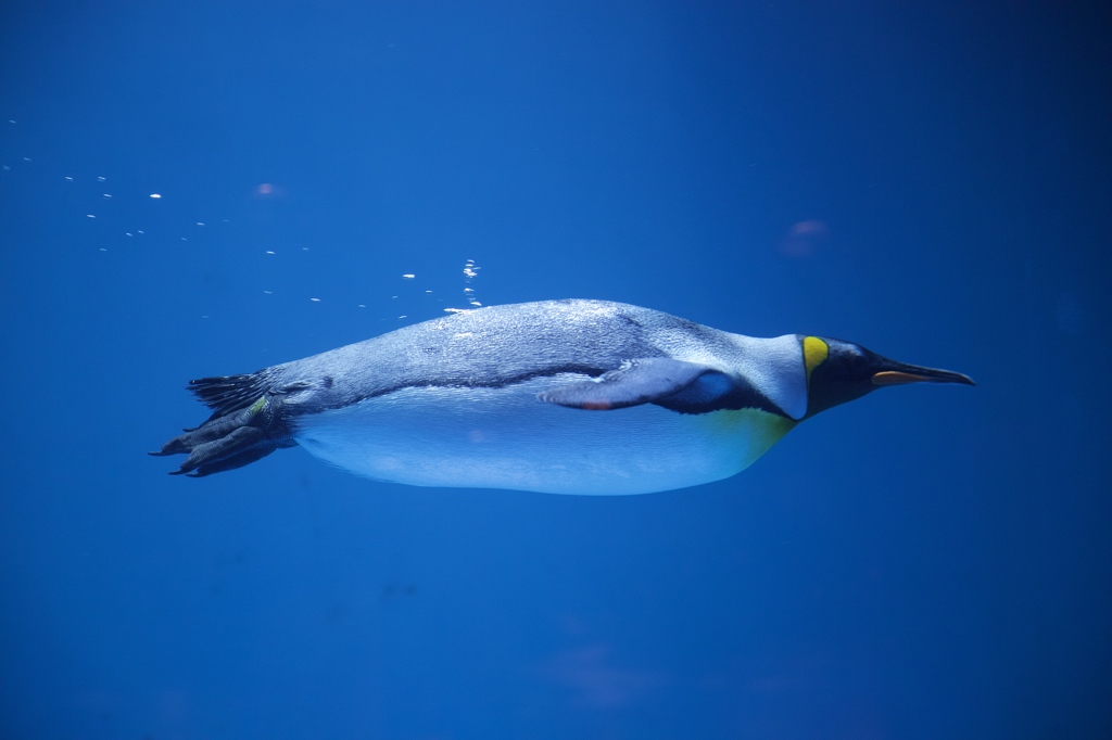 潜水ペンギン