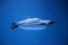 潜水ペンギン