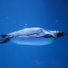 潜水ペンギン