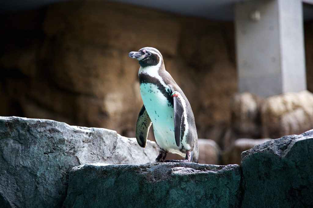 ペンギン