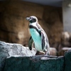 ペンギン