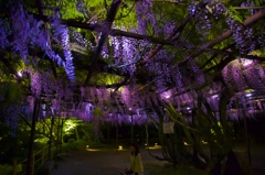 御船山楽園　藤の花