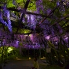 御船山楽園　藤の花
