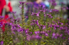 スイスでの花