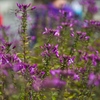 スイスでの花
