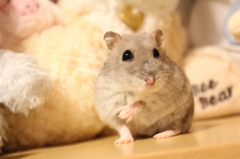 おすまし