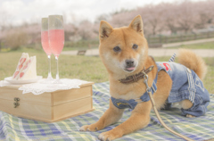 豆柴女子会へようこそ
