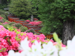 根津神社つつじ祭り　その2