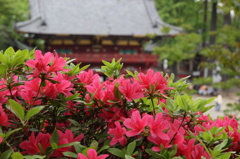 根津神社つつじ祭り　その1