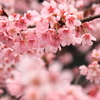 隅田公園　その2