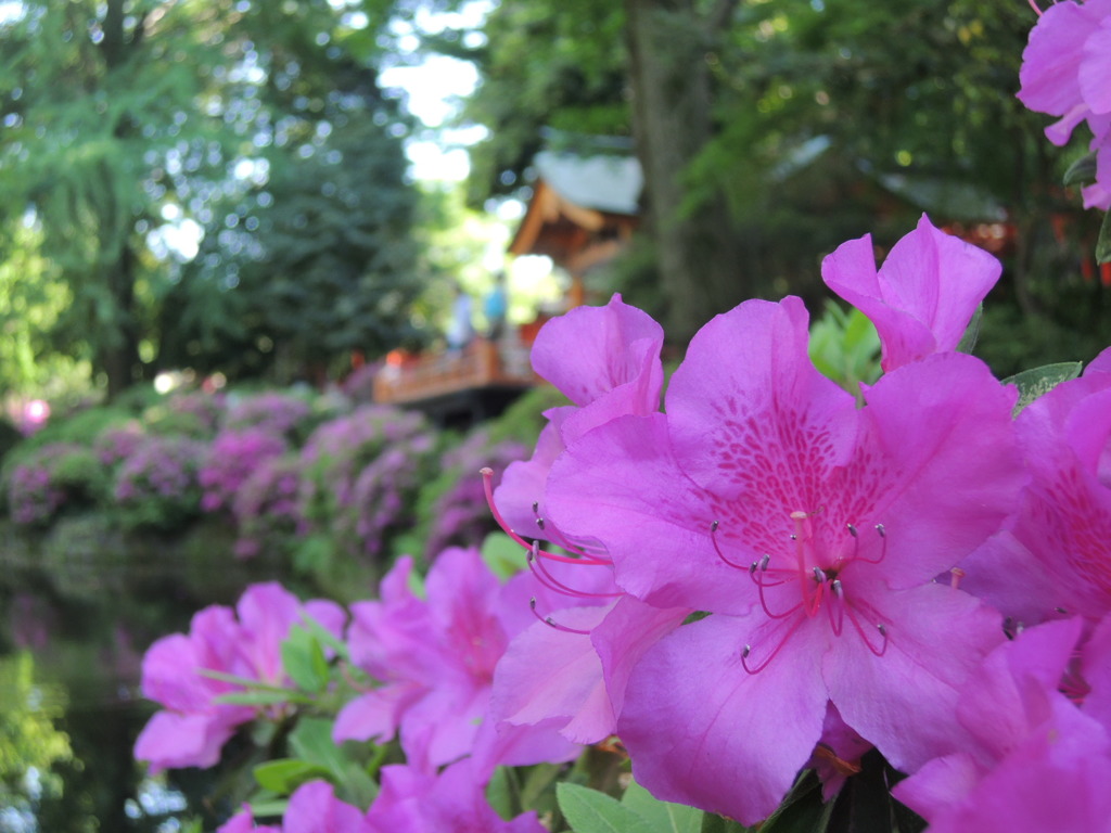 根津神社ふたたび・・